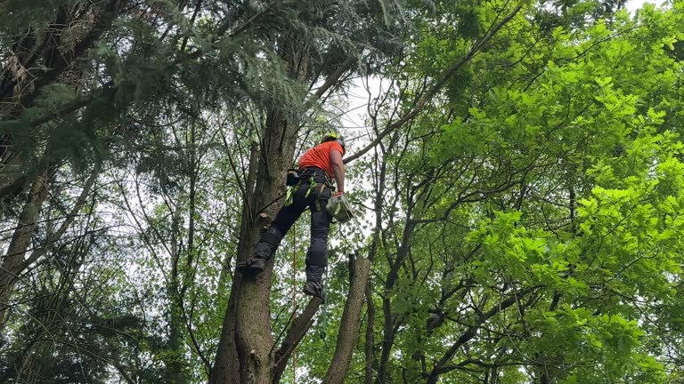 Best Tree Risk Assessment  in Johnson City, KS